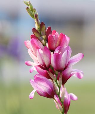 pink Ixia flower