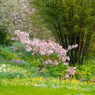 A flowering cherry tree in a garden filled with daffodils