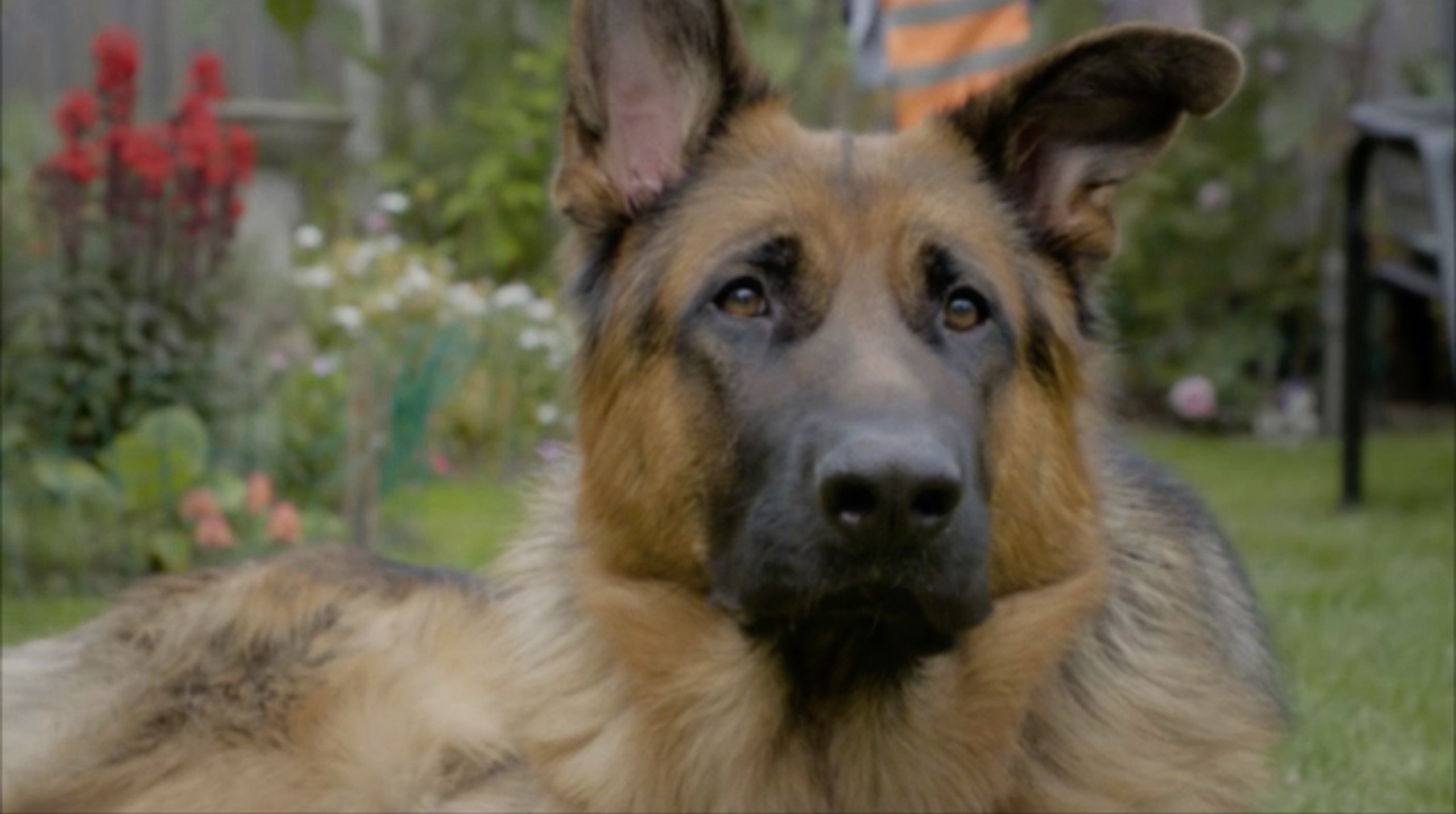 TV tonight Duke the German shepherd.