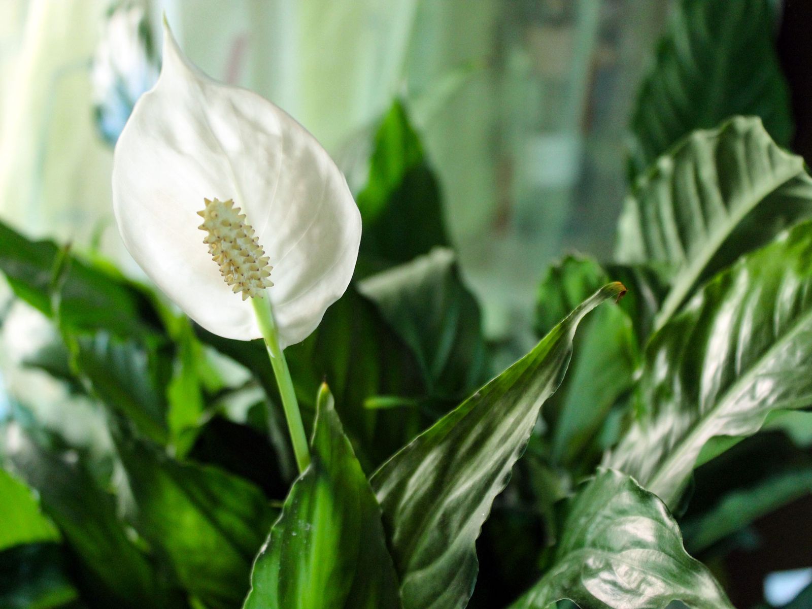 The best indoor plants that flower all year round Livingetc