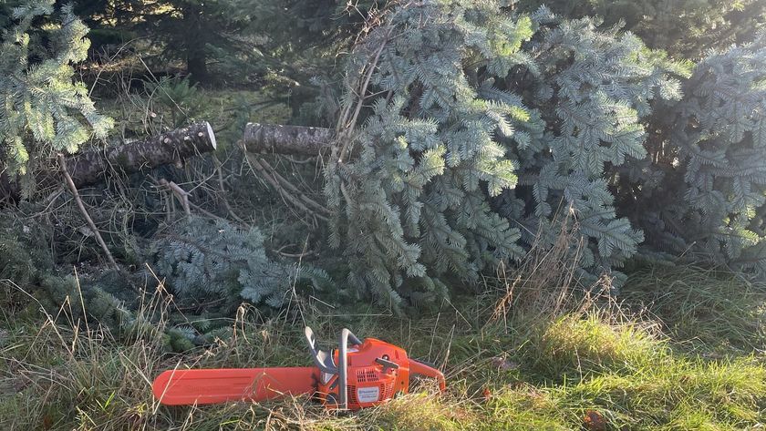 A Husqvarna chainsaw in front of a chopped-down Christmas tree