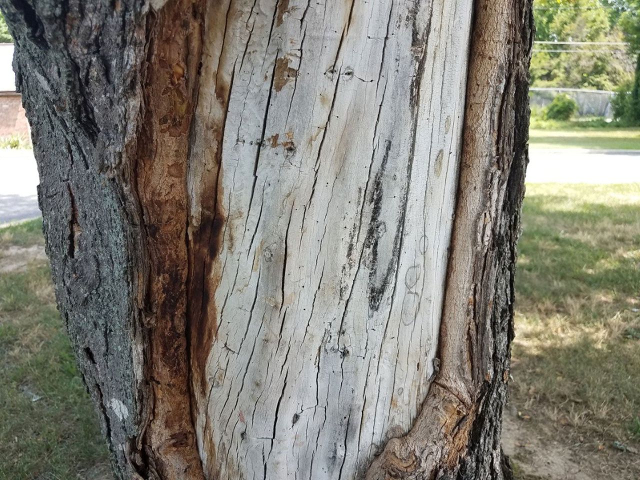 Damaged Tree Bark