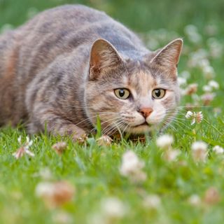 tabby cat in garden ready to pounce