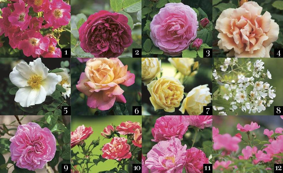 Planting Roses Growing And Caring For A Rose Garden Real Homes