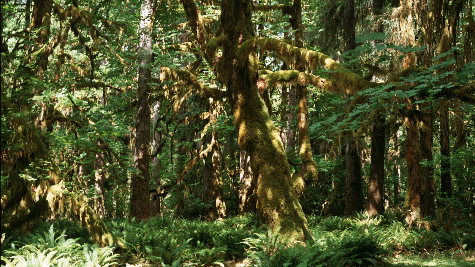 Douglas Fir covered in moss temperate rainforest Quinalt Forest Olympic National Park Washington USA.