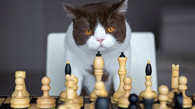 Is your feline one of the smart cat breeds? | PetsRadar