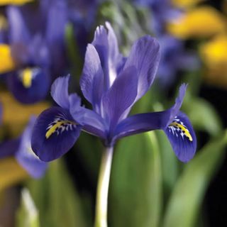 A bright blue dwarf iris