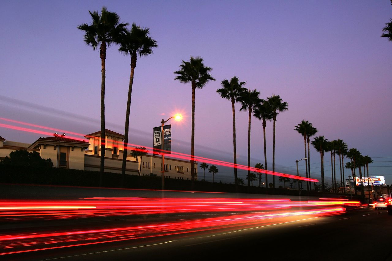 Palm trees in California.