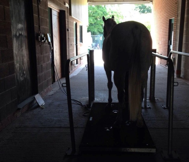Weighing a horse