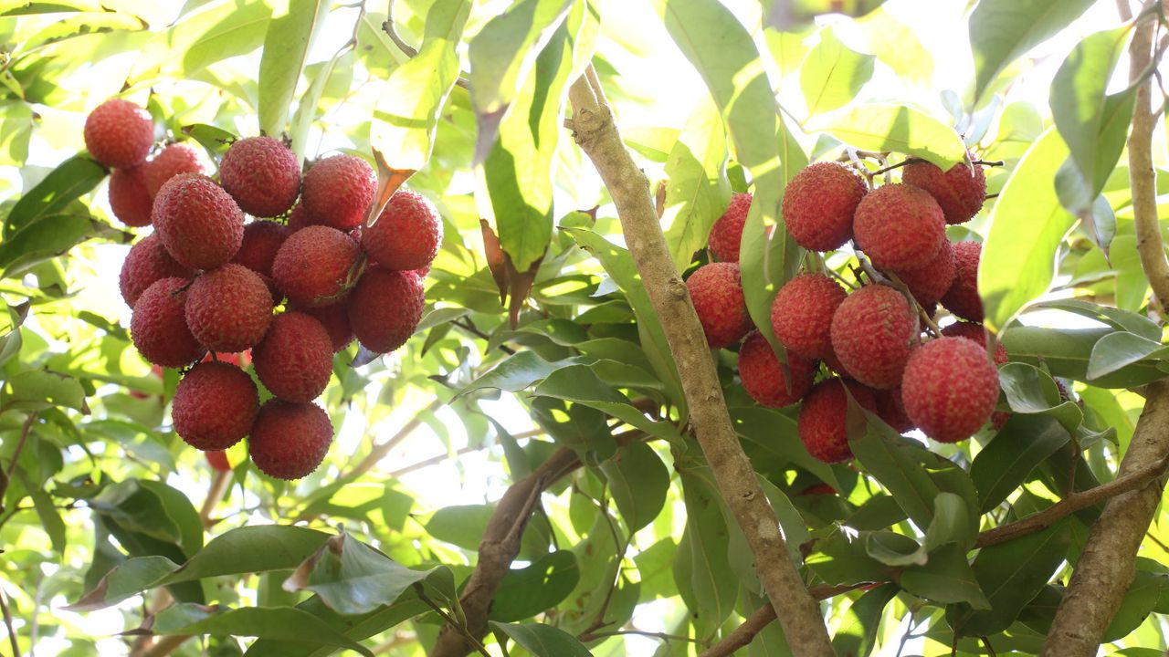 Two clusters of ripe fruit on a lychee tree