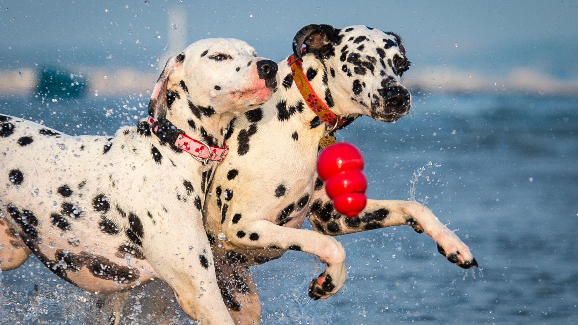 two dalmatians chasing a red kong toy in the sea