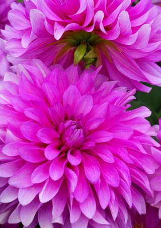 Bluetiful dahlia, Swan Island Dahlias, Clackamas County, Oregon