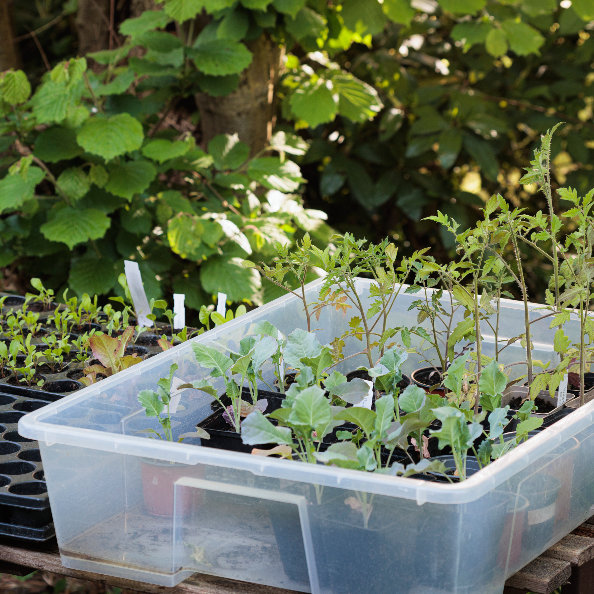 tote full of seedlings 