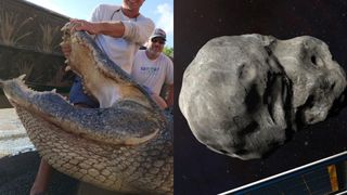 composite image showing a huge alligator with its mouth being held open and an asteroid 