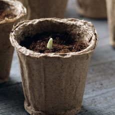 Seedling sprouting in a paper pot