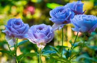 Attempts to make blue roses have produced slightly muddy mauves — but that's as far as it's got.