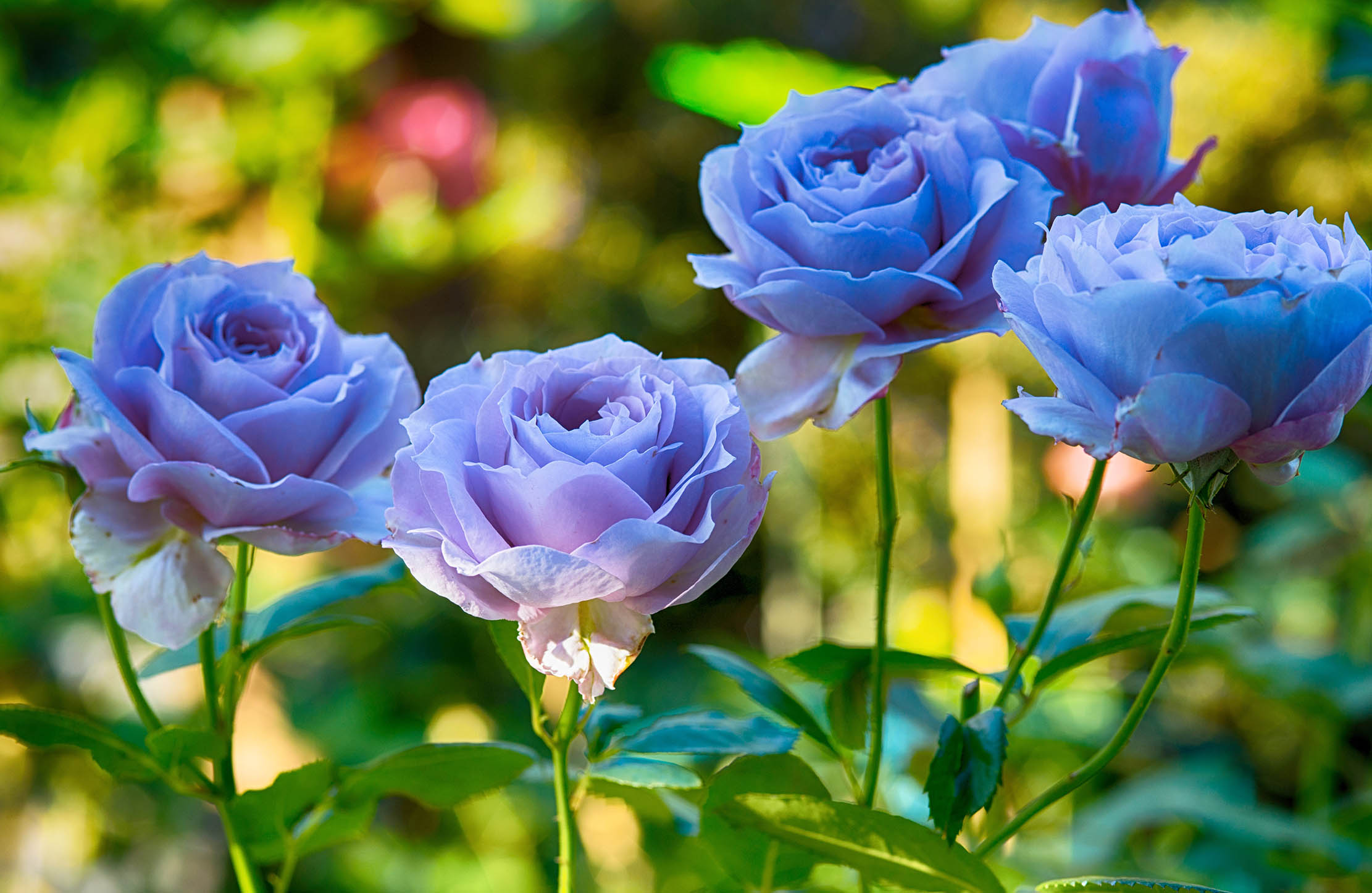 Attempts to make blue roses have produced slightly muddy mauves — but that&#039;s as far as it&#039;s got.