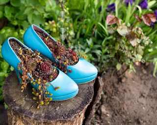 A set of blue high-heeled court shoes filled with soil and plants in backyard