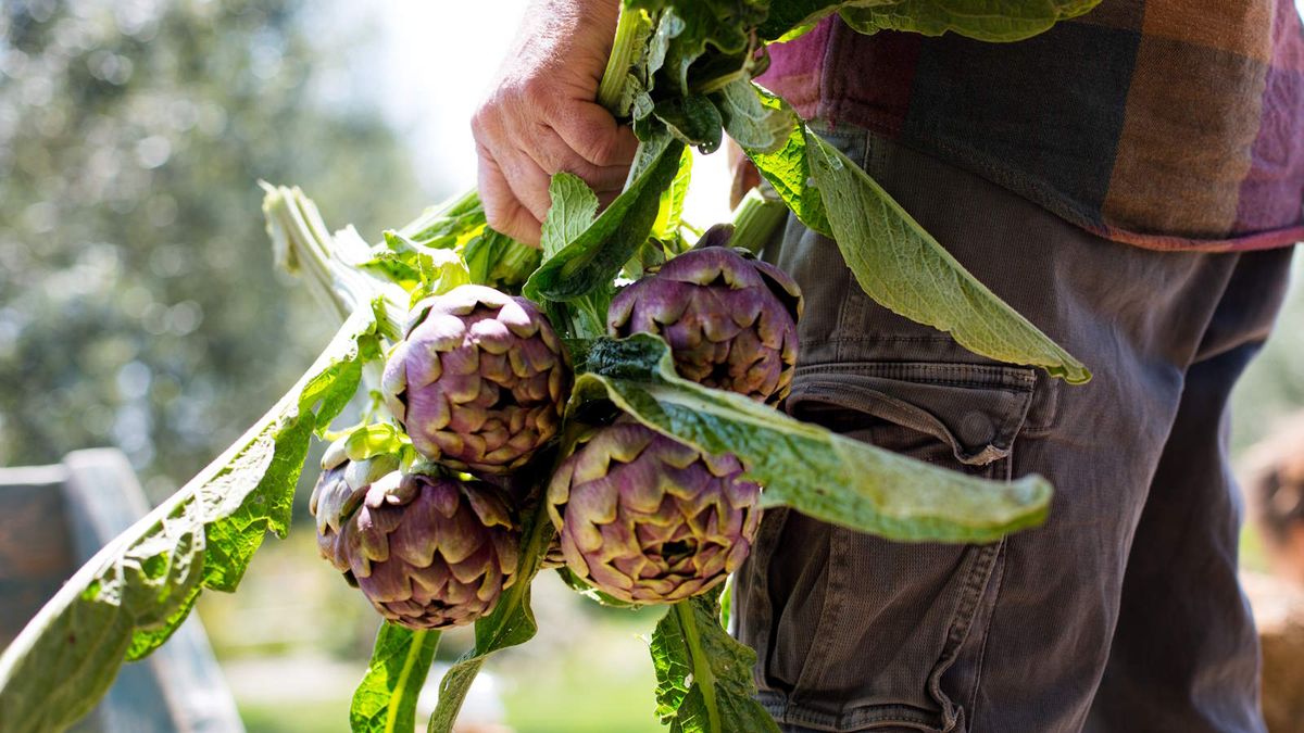 How to grow artichokes – discover these edible and ornamental historic plants