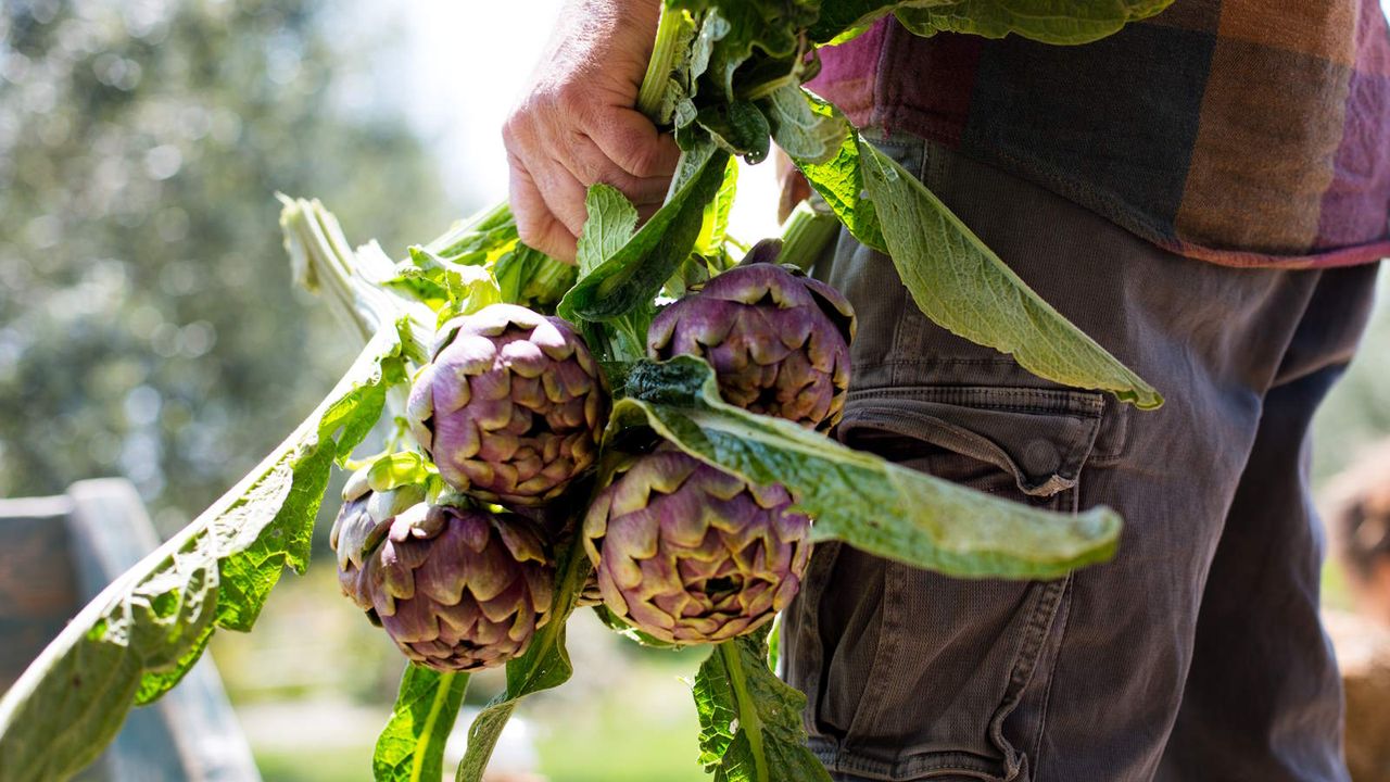 Gardener holding some freshly harvested artichokes