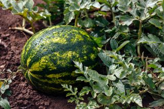 A large watermelon growing outside on the vine