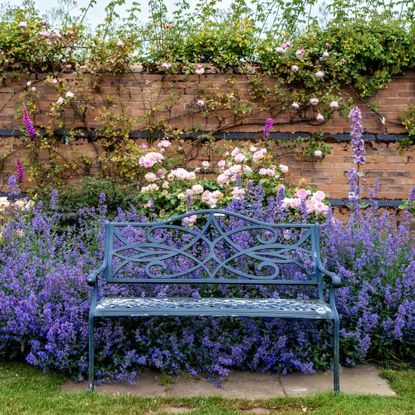 Walled garden with bench, catmint, and roses