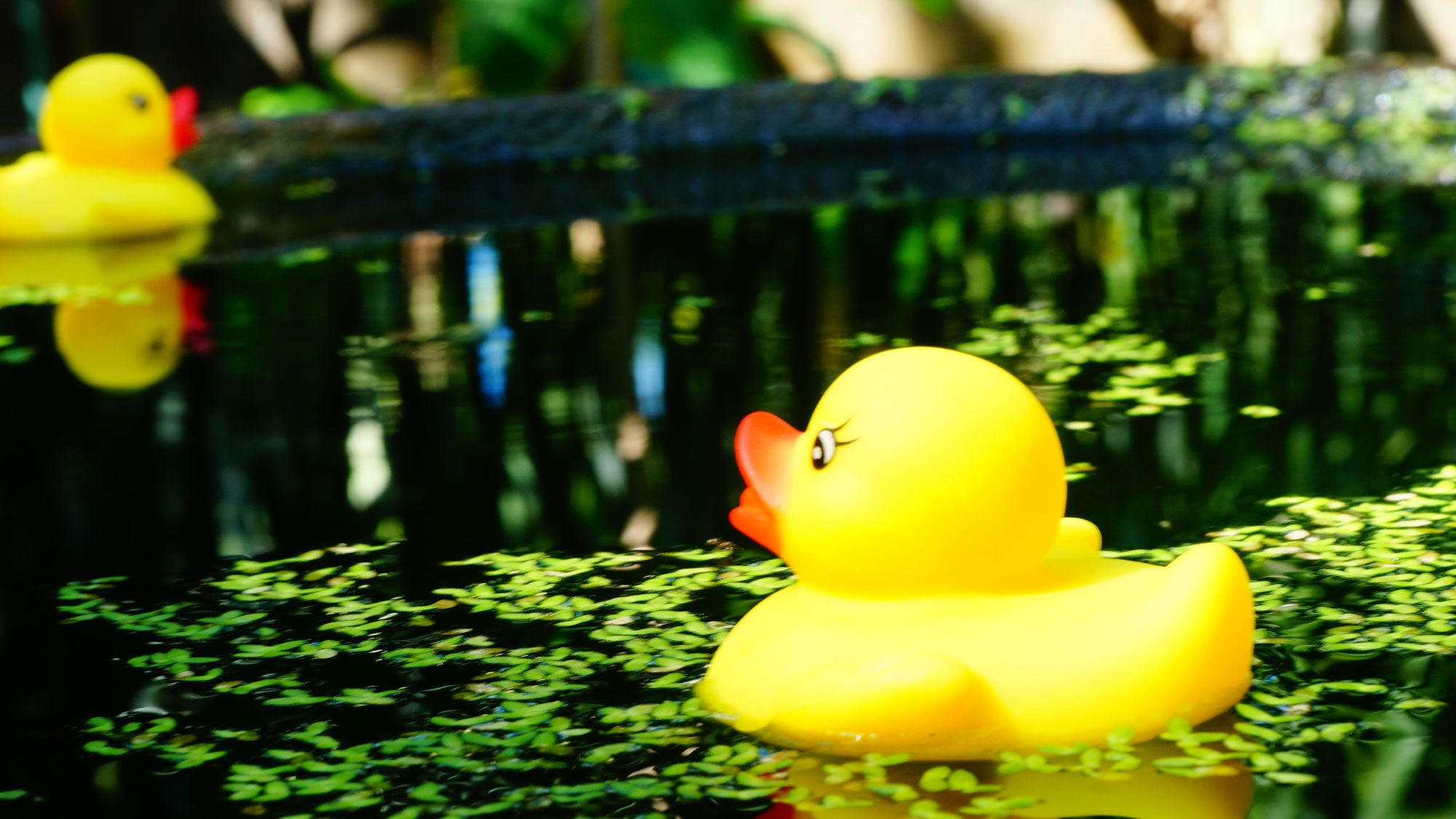 yellow rubber ducks in bird bath