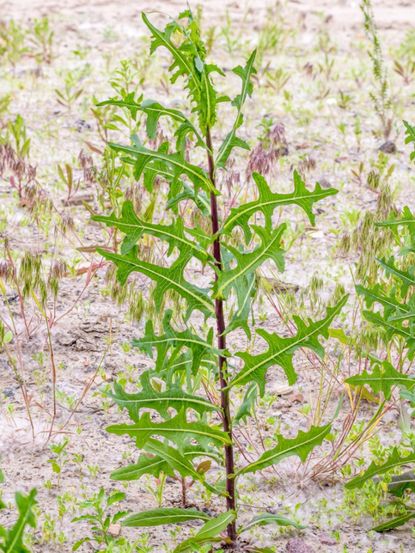 Wild Lettuce Weeds