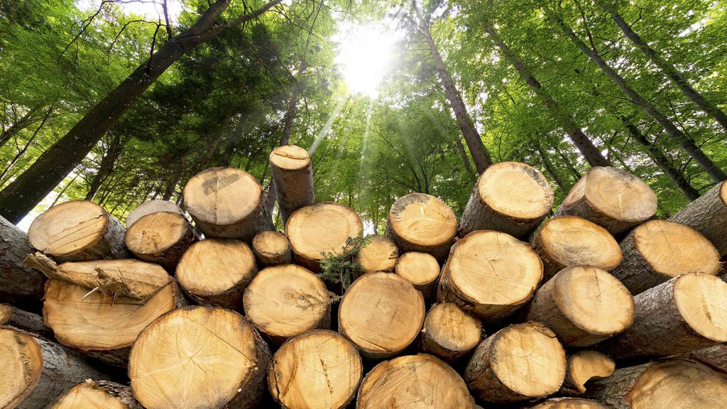 7 Top Lumber Stocks to Play Timber Mania Kiplinger