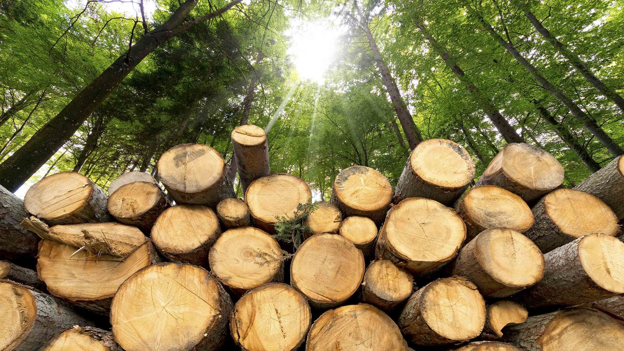 wooden logs with forest in background