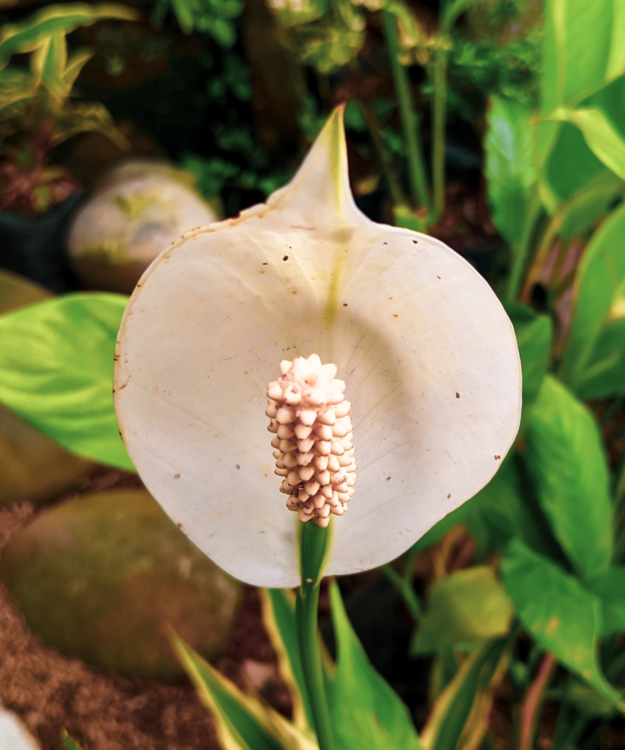 White Peace Lily spathe showing brown spots which could be a sign of chemical toxicity in the soil