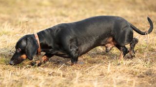 Dachshund with nose to ground