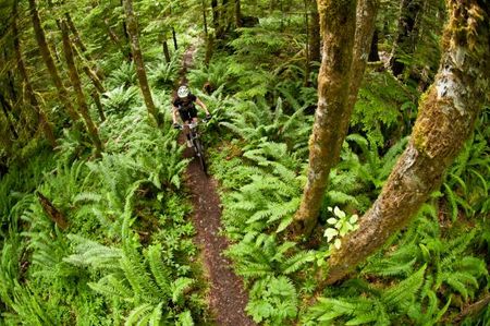 A rider is almost lost among all the ferns
