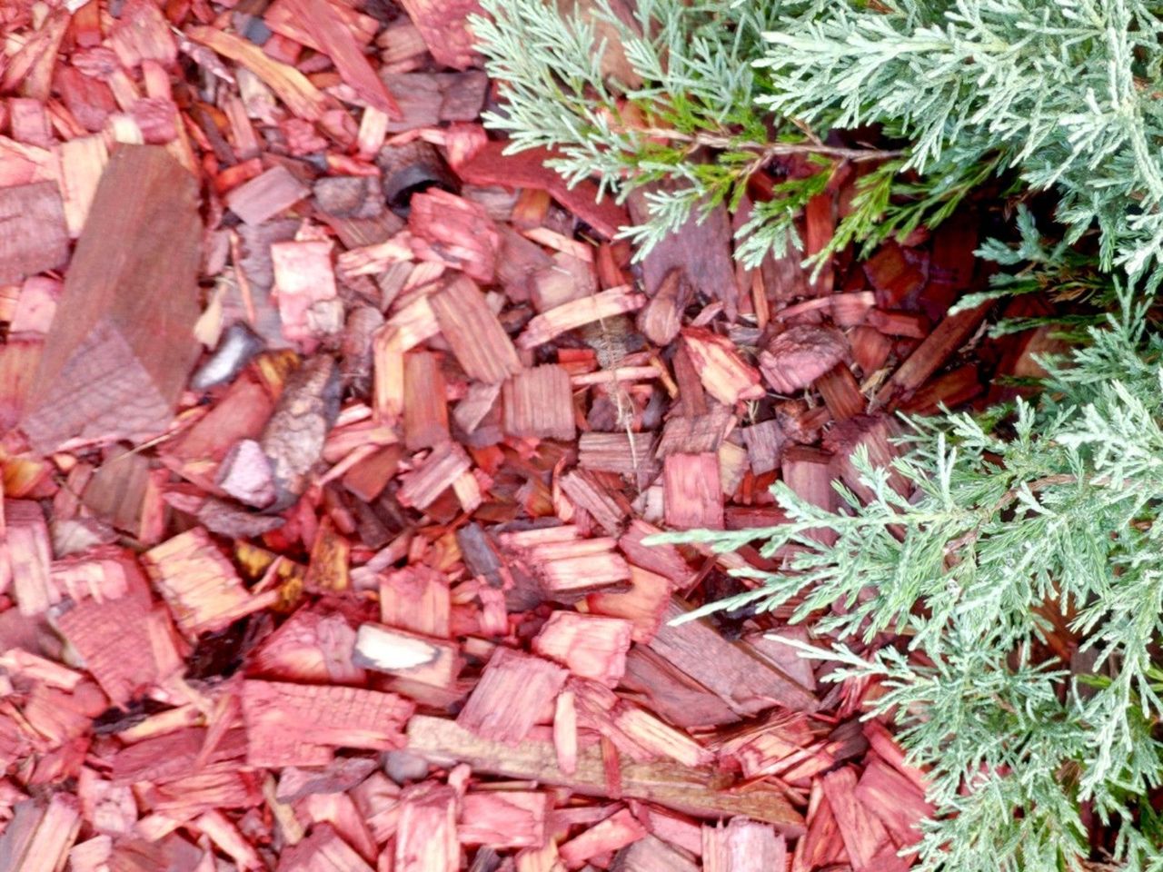 Red mulch under branches of a juniper