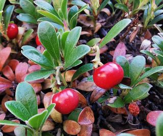 Bearberry ground cover with red berries in a garden