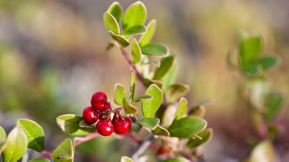 Bearberry shrub with green leaves and red berries in a sunny garden