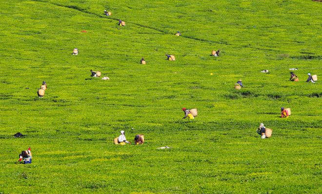 Kenyan tea farmers