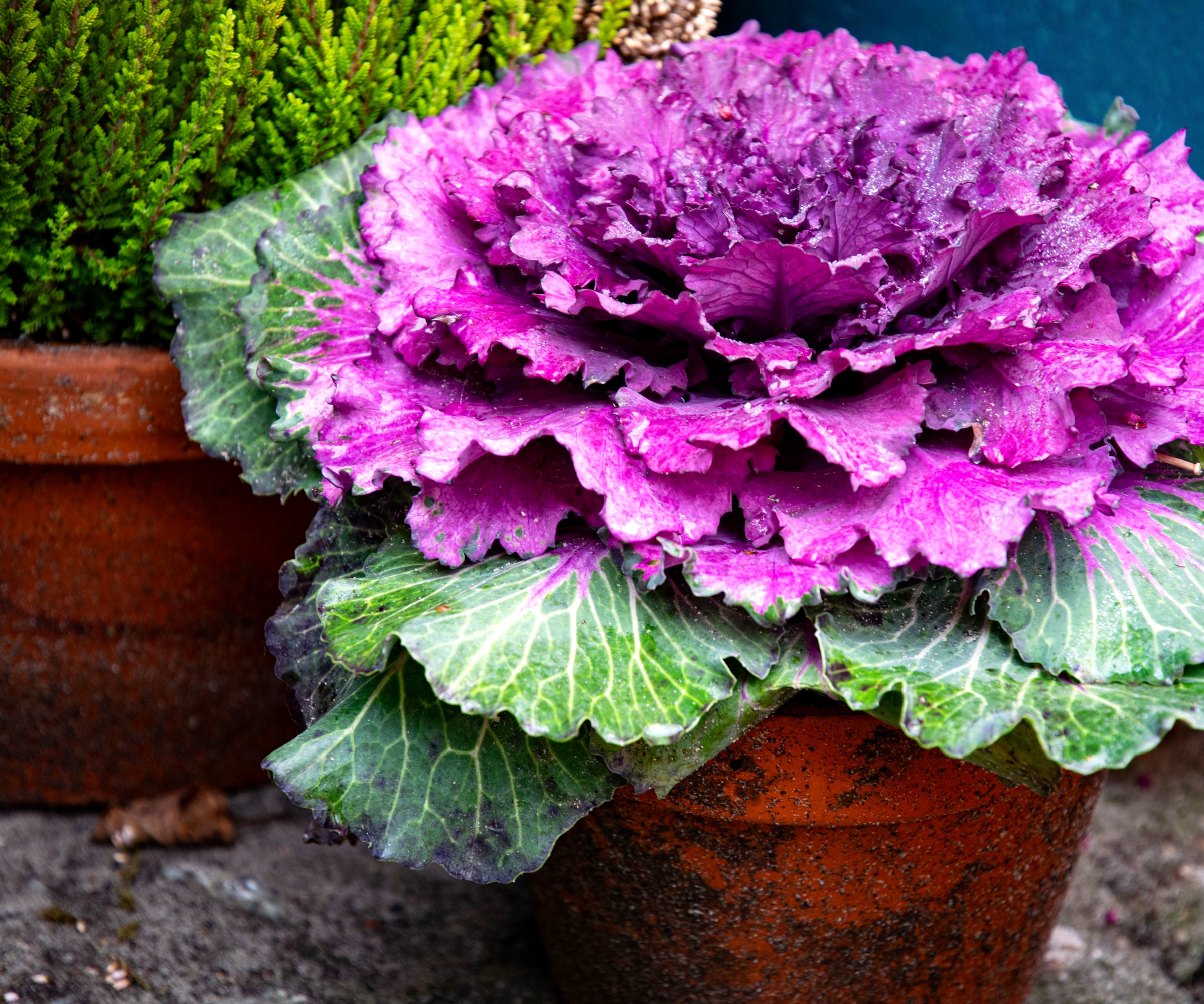 ornamental cabbage in container by front door