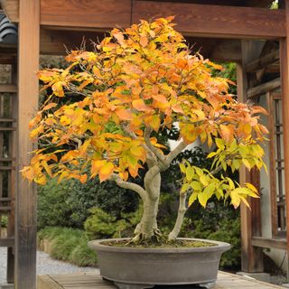 Beech bonsai tree