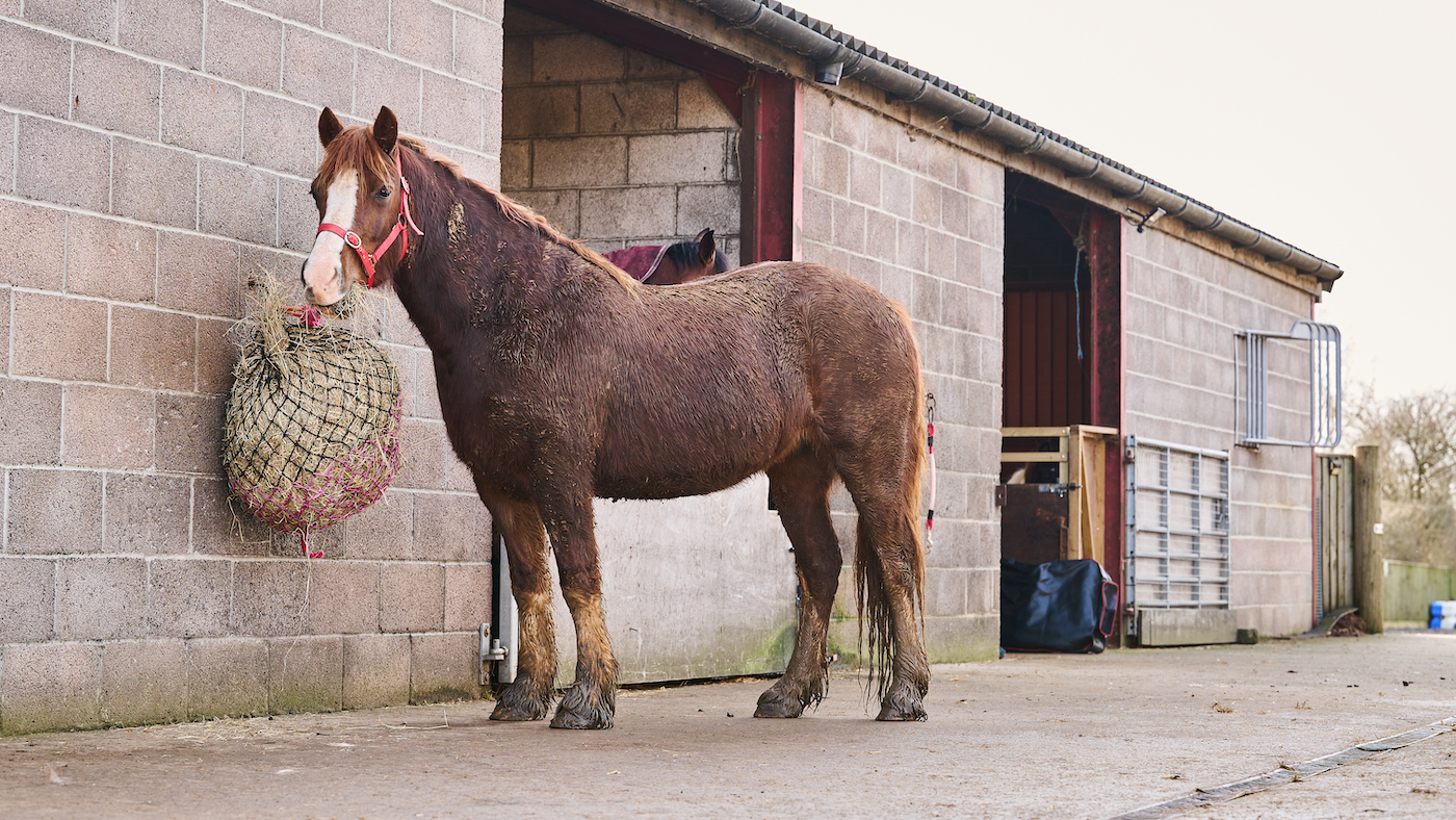 Horse eating haynet