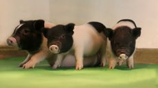 Genetically modified pigs fit for human transplant