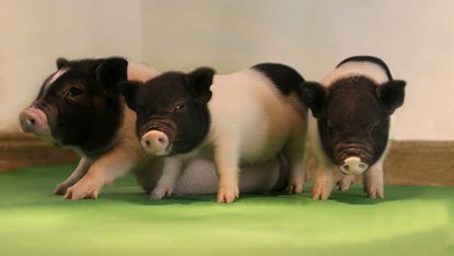 Genetically modified pigs fit for human transplant