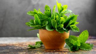 Mint in a bowl on a table