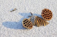 Lotus seedhead in winter