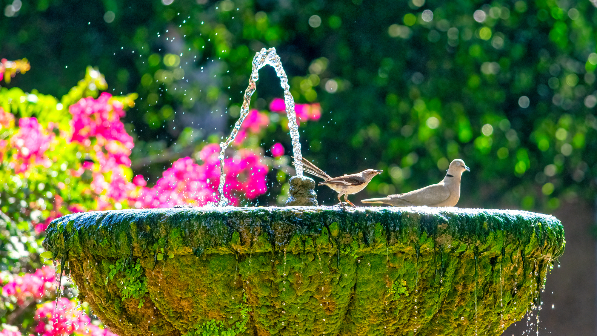 birds in a water fountain in a garden