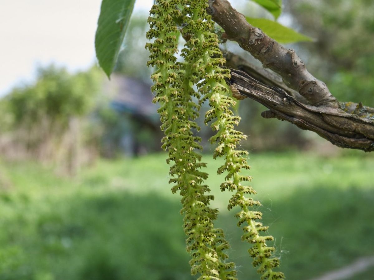What Are Buartnut Trees - Learn About Buartnut Tree Care | Gardening ...