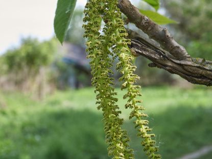 Buartnut Tree