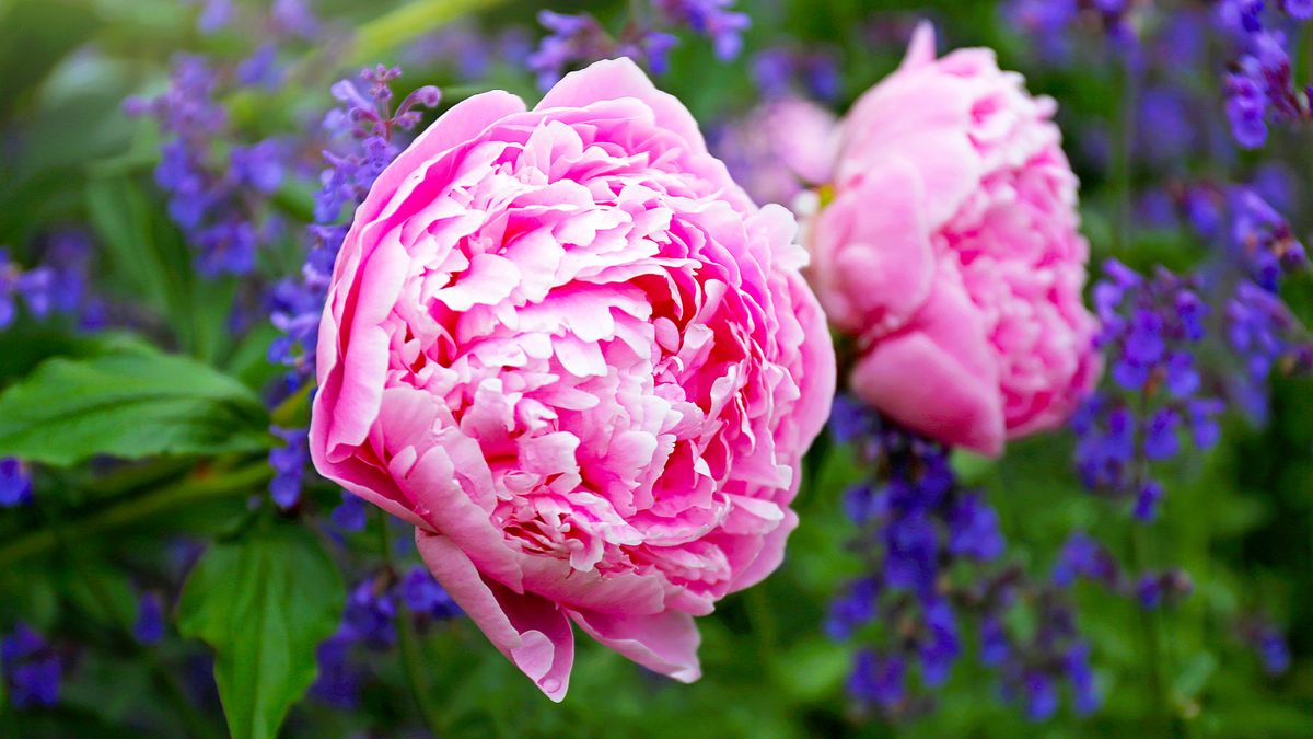 What Peonies Need in July – 4 Vital Tasks to Prevent Disease and Enjoy Big, Blousy Blooms Next Year