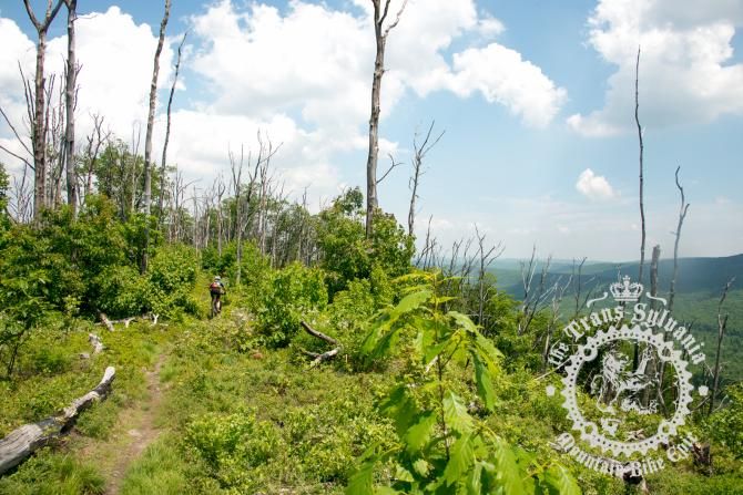 A rider on the renowned singletrack high up on Tussey Mountain Ridge during the Trans-Sylvania Epic mountain bike stage race. The trail features spectacular views of central Pennsylvania&rsquo;s mountains.