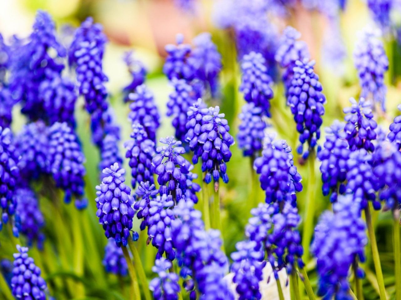 Grape Hyacinth Bulbs